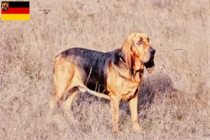 Lire la suite à propos de l’article Éleveurs de bloodhounds et chiots en Rhénanie-Palatinat