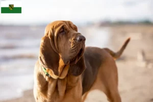 Lire la suite à propos de l’article Éleveurs de bloodhounds et chiots en Saxe
