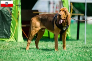 Lire la suite à propos de l’article Éleveurs de bloodhounds et chiots en Thuringe