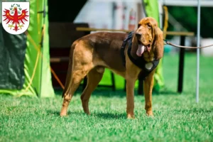 Lire la suite à propos de l’article Éleveurs de bloodhounds et chiots au Tyrol