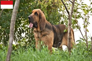 Lire la suite à propos de l’article Éleveurs de bloodhounds et chiots à Vienne