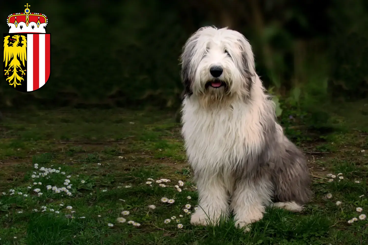 Bobtail chiots et éleveurs Haute-Autriche Ici, tu trouveras des éleveurs de Bobtails en Haute-Autriche.