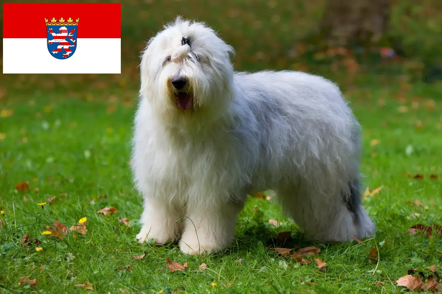 Bobtail chiots et éleveurs Hesse Ici, tu trouveras des éleveurs de Bobtails en Hesse.