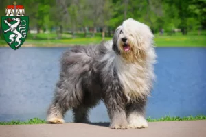 Lire la suite à propos de l’article Éleveurs de bobtails et chiots en Styrie