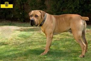 Lire la suite à propos de l’article Boerboel éleveurs et chiots en Baden-Württemberg