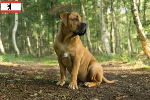 Lire la suite à propos de l’article Boerboel éleveurs et chiots à Berlin