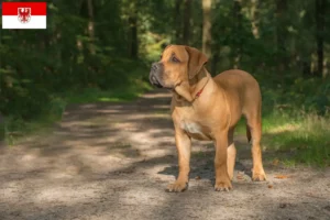 Lire la suite à propos de l’article Boerboel éleveurs et chiots dans le Brandebourg