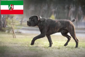 Lire la suite à propos de l’article Boerboel éleveurs et chiots en Rhénanie du Nord-Westphalie
