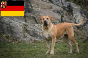 Lire la suite à propos de l’article Boerboel éleveurs et chiots en Rhénanie-Palatinat