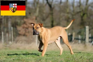Lire la suite à propos de l’article Boerboel éleveurs et chiots en Sarre