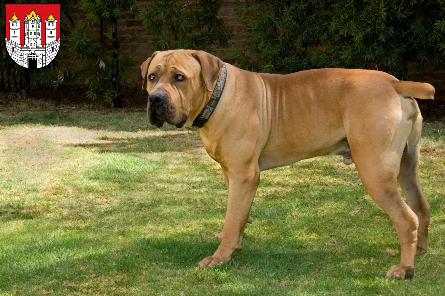Boerboel chiots et éleveurs Salzbourg Ici vous trouverez les éleveurs de Boerboel à Salzbourg.