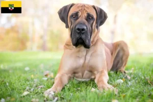 Lire la suite à propos de l’article Boerboel éleveurs et chiots en Saxe-Anhalt