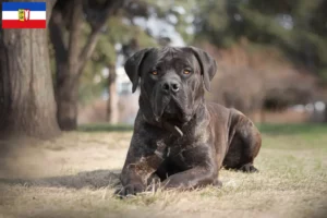Lire la suite à propos de l’article Boerboel éleveurs et chiots dans le Schleswig-Holstein