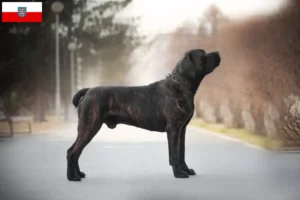 Lire la suite à propos de l’article Boerboel éleveurs et chiots en Thuringe