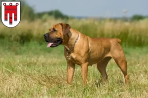 Lire la suite à propos de l’article Boerboel éleveurs et chiots dans le Vorarlberg