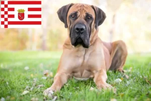 Lire la suite à propos de l’article Boerboel éleveurs et chiots à Brême