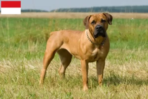 Lire la suite à propos de l’article Boerboel éleveurs et chiots à Vienne