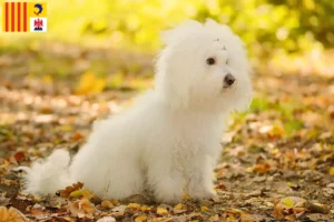 Lire la suite à propos de l’article Éleveurs et chiots de Bologne en Provence-Alpes-Côte d’Azur