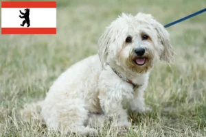 Lire la suite à propos de l’article Éleveurs de bolognaises et chiots à Berlin