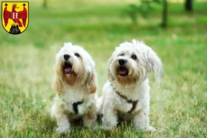 Lire la suite à propos de l’article Éleveurs et chiots bolognais dans le Burgenland