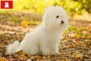 Lire la suite à propos de l’article Éleveurs et chiots de Bologne à Hambourg