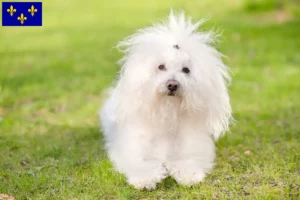 Lire la suite à propos de l’article Éleveurs et chiots bolognais en Île-de-France