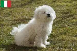 Lire la suite à propos de l’article Éleveurs et chiots bolognais en Italie