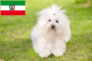 Lire la suite à propos de l’article Éleveurs et chiots de Bologne en Rhénanie-du-Nord-Westphalie