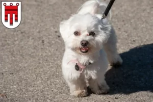 Lire la suite à propos de l’article Éleveurs de Bolonais et chiots dans le Vorarlberg