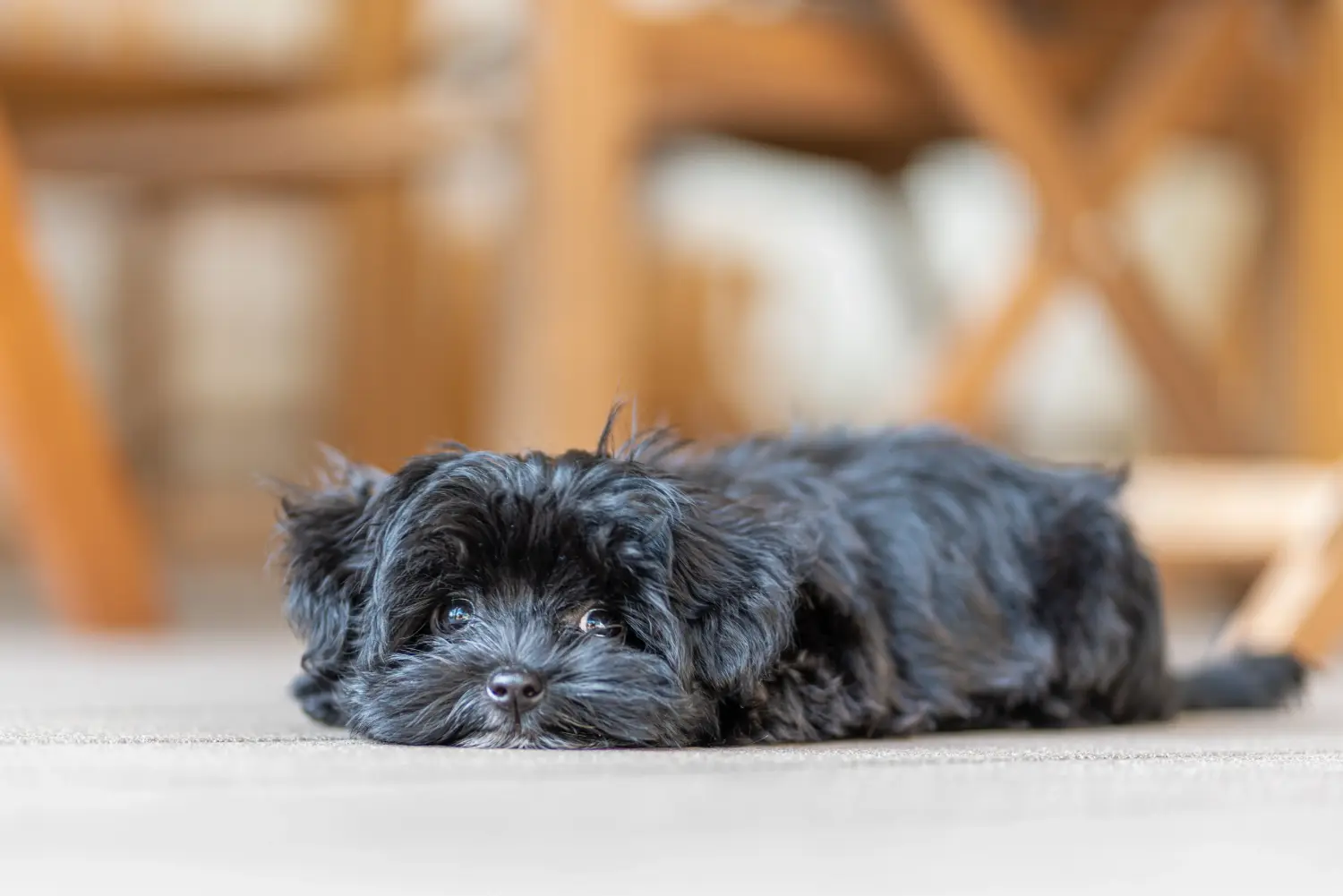 Acheter un chiot Bolonka Zwetna, c'est prendre ses responsabilités ! Acheter des chiots Bolonka Zwetna.
