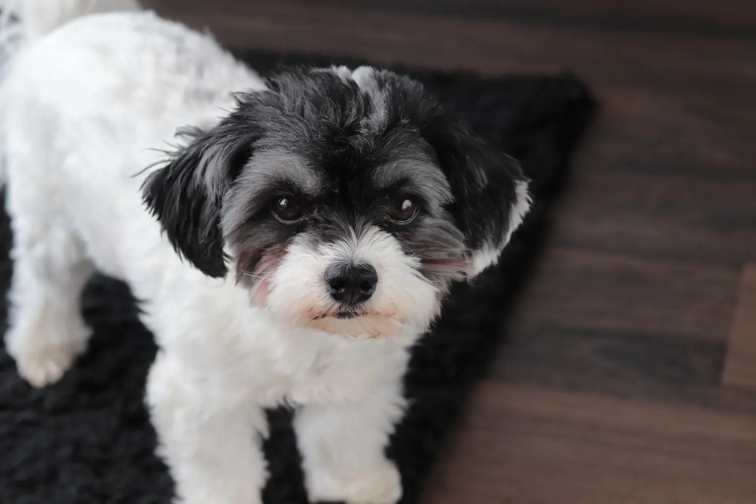 Acheter un chiot Bolonka Zwetna, c'est prendre ses responsabilités ! Acheter des chiots Bolonka Zwetna.