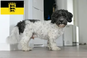 Lire la suite à propos de l’article Bolonka Zwetna éleveurs et chiots en Baden-Württemberg