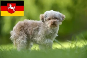 Lire la suite à propos de l’article Bolonka Zwetna éleveurs et chiots en Basse-Saxe