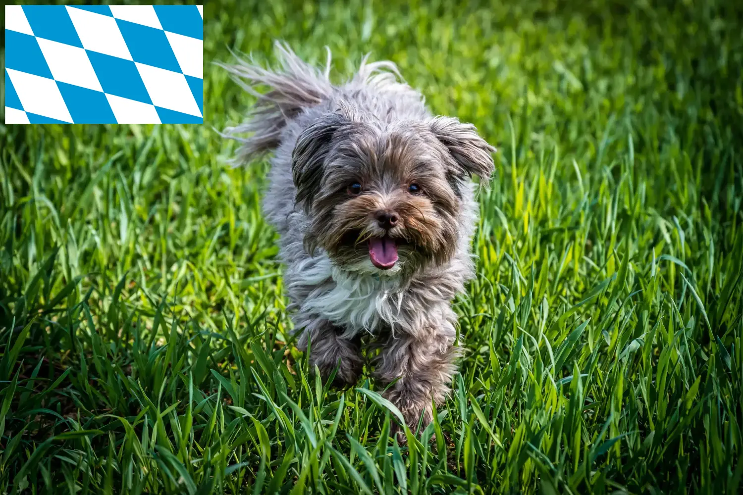Bolonka Zwetna chiots et éleveurs Bavière Ici, tu trouveras des éleveurs de Bolonka Zwetnas en Bavière.