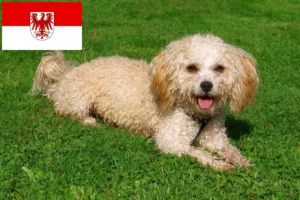 Lire la suite à propos de l’article Bolonka Zwetna éleveurs et chiots dans le Brandebourg