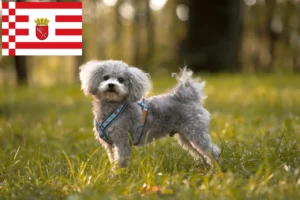 Lire la suite à propos de l’article Bolonka Zwetna éleveurs et chiots à Brême