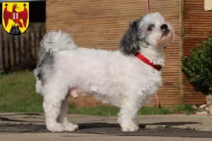 Lire la suite à propos de l’article Bolonka Zwetna éleveurs et chiots dans le Burgenland