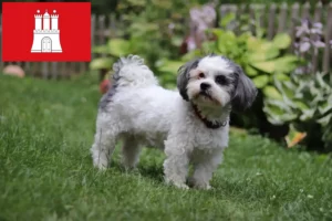 Lire la suite à propos de l’article Bolonka Zwetna éleveurs et chiots à Hambourg