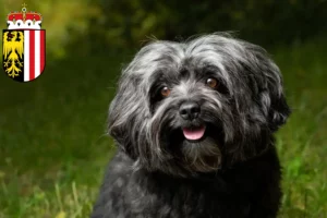 Lire la suite à propos de l’article Bolonka Zwetna éleveurs et chiots en Haute-Autriche