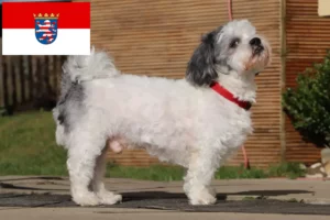 Lire la suite à propos de l’article Bolonka Zwetna éleveurs et chiots en Hesse
