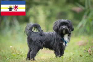 Lire la suite à propos de l’article Bolonka Zwetna éleveurs et chiots dans le Mecklembourg-Poméranie occidentale