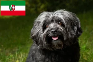 Lire la suite à propos de l’article Bolonka Zwetna éleveurs et chiots en Rhénanie-du-Nord-Westphalie
