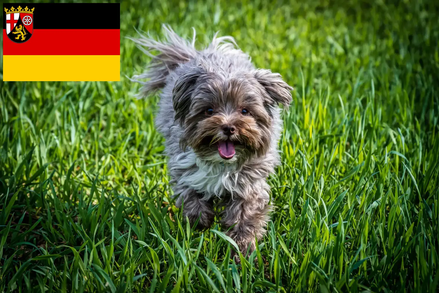 Bolonka Zwetna chiots et éleveurs Rhénanie-Palatinat Ici tu peux trouver des éleveurs de Bolonka Zwetnas en Rhénanie-Palatinat.