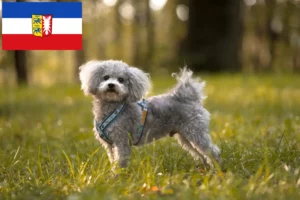 Lire la suite à propos de l’article Bolonka Zwetna éleveurs et chiots dans le Schleswig-Holstein