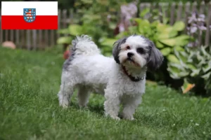 Lire la suite à propos de l’article Bolonka Zwetna éleveurs et chiots en Thuringe