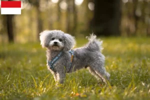 Lire la suite à propos de l’article Bolonka Zwetna éleveurs et chiots à Vienne