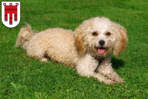 Lire la suite à propos de l’article Éleveurs de Bolonka Zwetna et chiots dans le Vorarlberg
