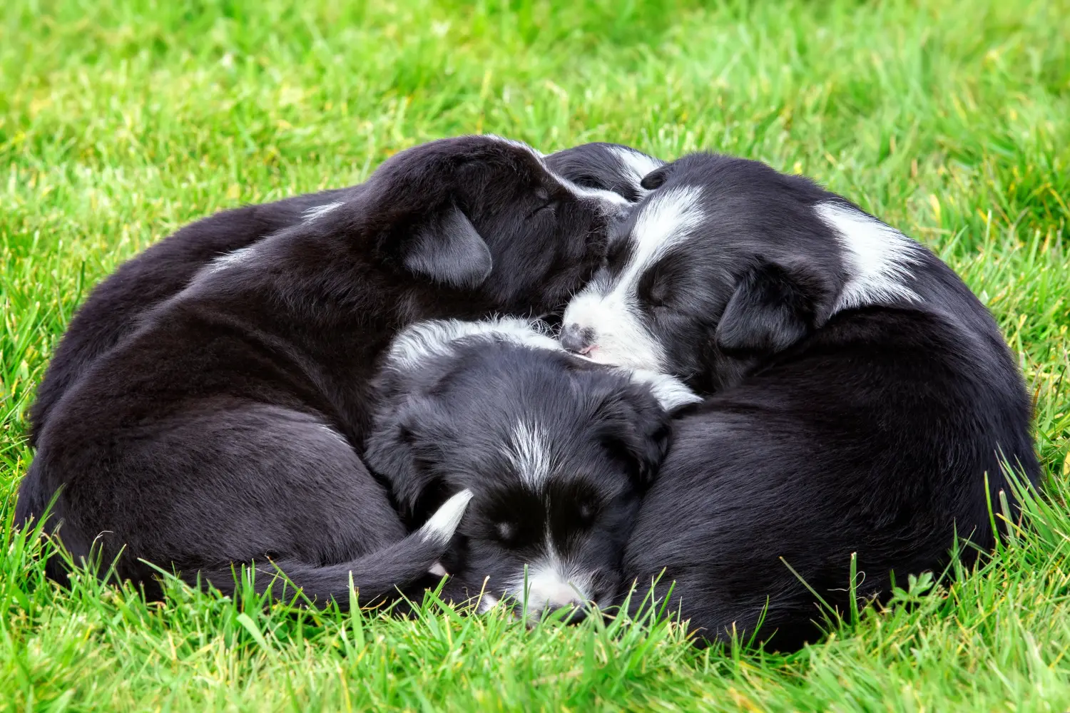 Acheter un chiot Border Collie, c'est prendre des responsabilités ! Acheter des chiots Border Collie.