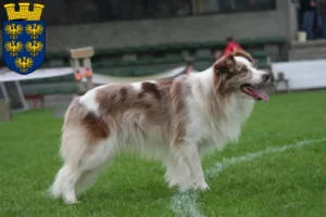 Lire la suite à propos de l’article Éleveurs de Border Collie et chiots en Basse-Autriche