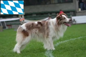 Lire la suite à propos de l’article Éleveurs de Border Collie et chiots en Bavière